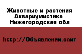 Животные и растения Аквариумистика. Нижегородская обл.